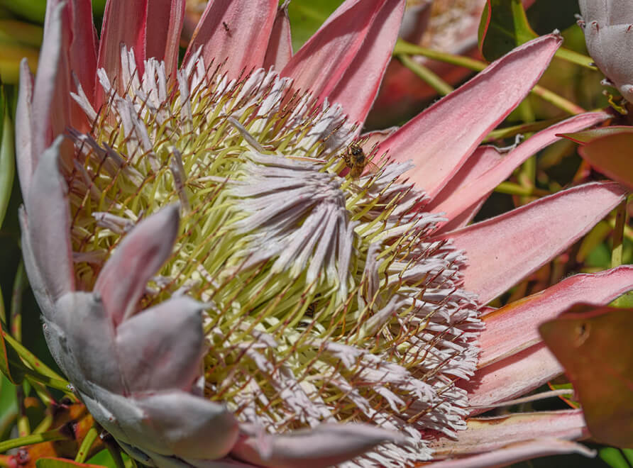 pink King protea in bloom