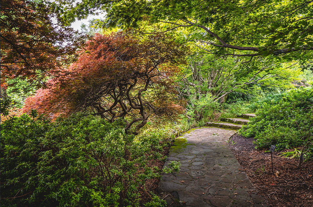 Maple trees with red leaves, winding Garden path. Credit: Nick Wood