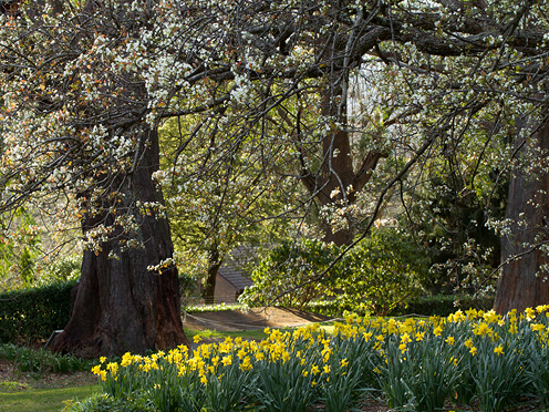 Shady garden with daffodils and flowering European trees
