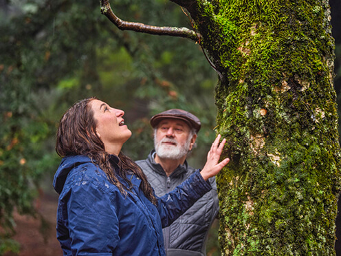 Person touching mossy tree trunk and looking up