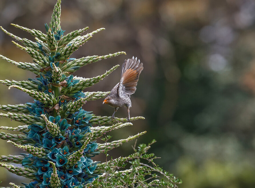 Bird on a puya in bloom at the Blue Mountains Botanic Garden