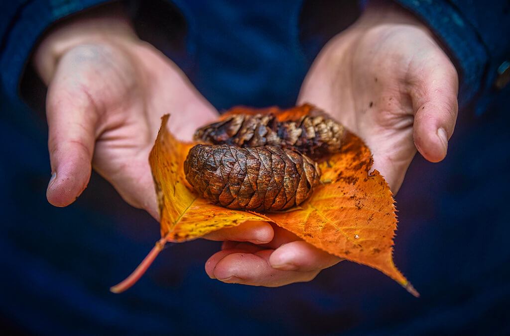 Person holding golden leaves and pine cones