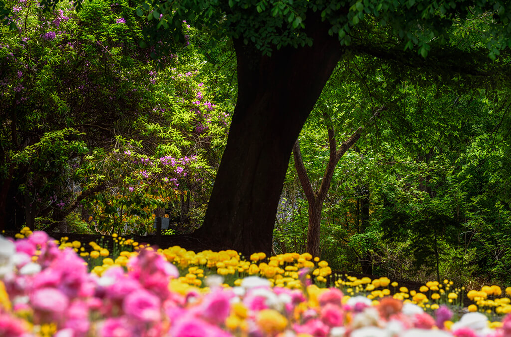 Spring flowers under a shady tree