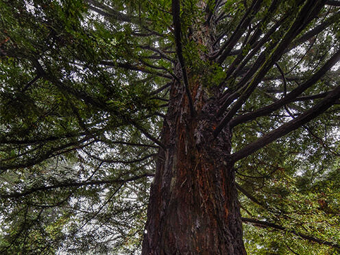 Giant North American woodland tree at the Blue Mountains Botanic Garden