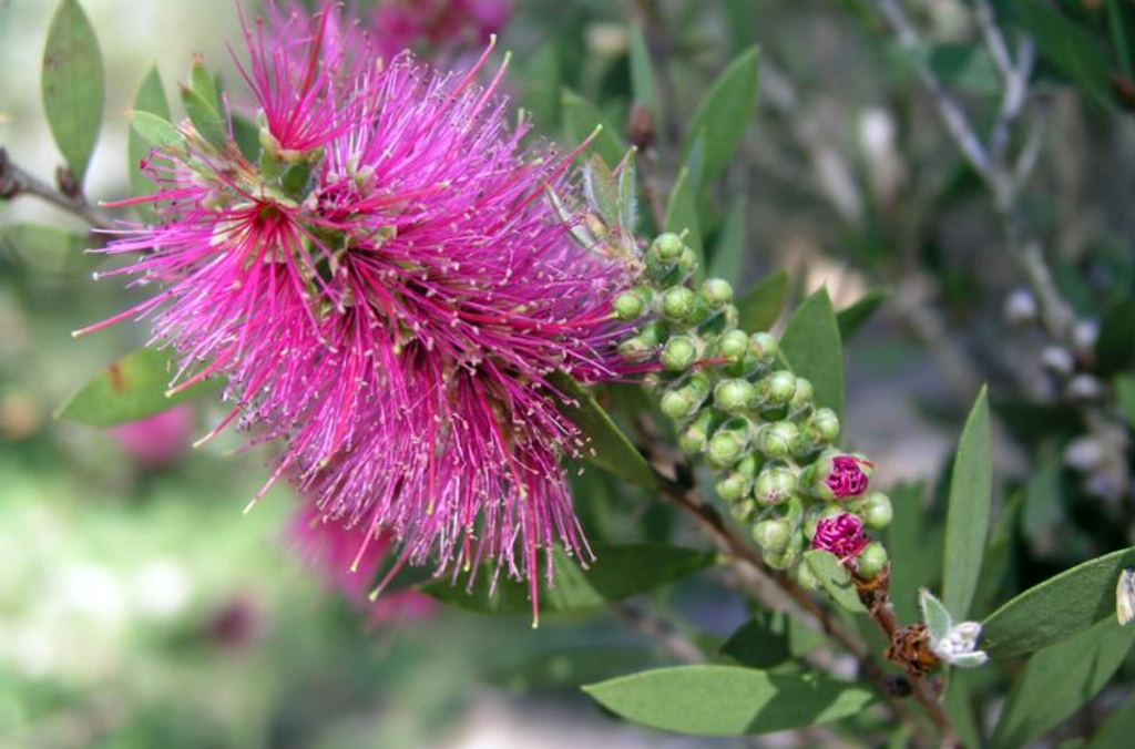 Callistemon pallidus pink flower in bloom