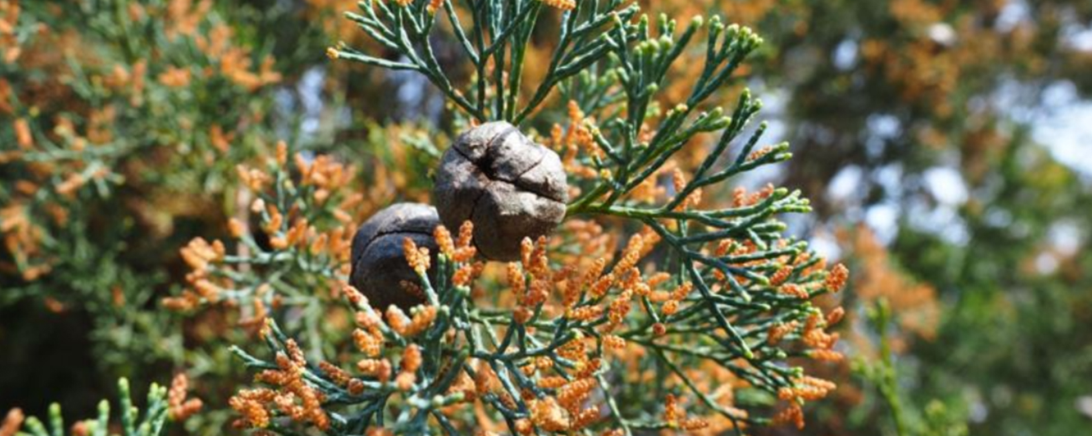 Cypress tree with spindly leaves, seed pods and orange flowers