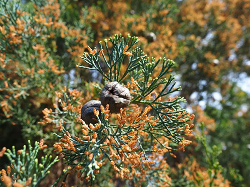 Cypress tree with spindly leaves, seed pods and orange flowers