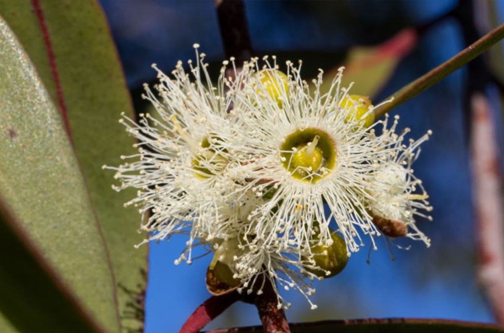 Cream eucalyptus blossoms of the Eucalyptus burgessiana