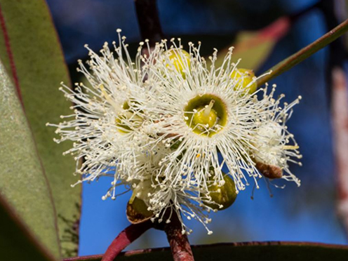 Cream eucalyptus blossoms of the Eucalyptus burgessiana
