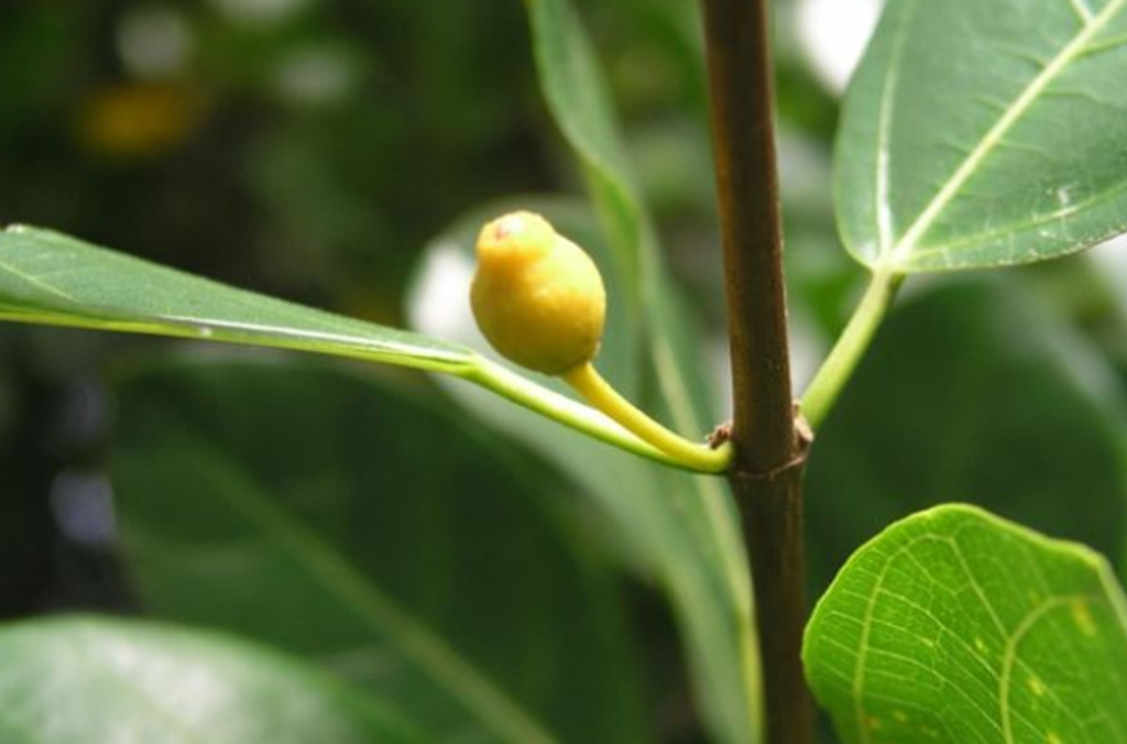 Fruit of the Ficus fraseri, Sandpaper fig