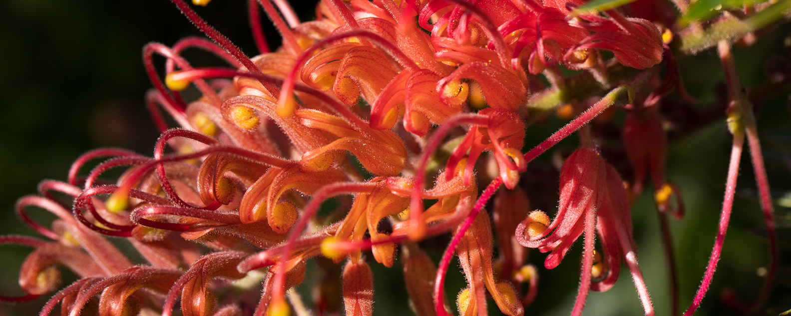 orange-red grevillea flower