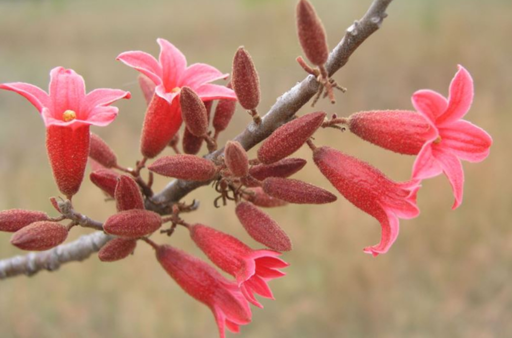Pink bell flowers of Brachychiton bidwilii, or Little Kurrajong