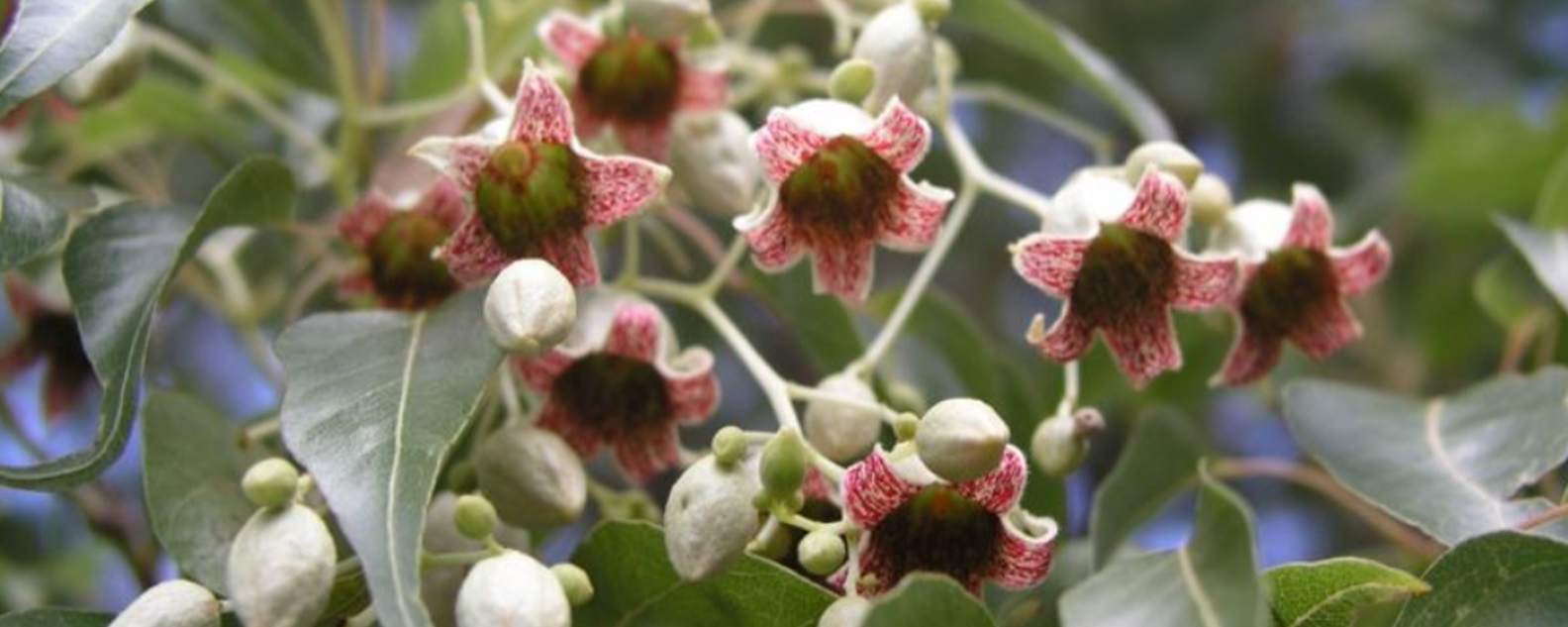 Pink and cream bell-shaped flowers of Kurrajong Brachychiton populneus