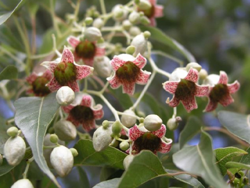 Pink and cream bell-shaped flowers of Kurrajong Brachychiton populneus