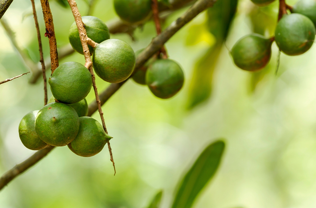 Macadamia nuts on a tree