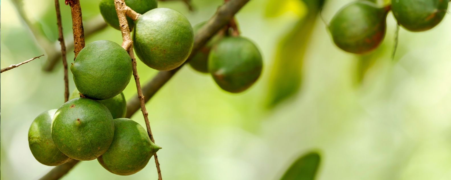 Macadamia nuts on a tree