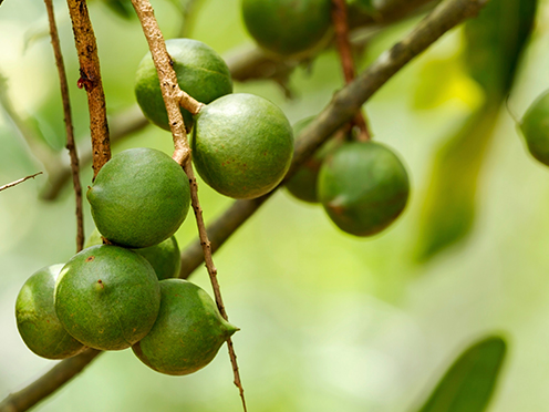 Macadamia nuts on a tree