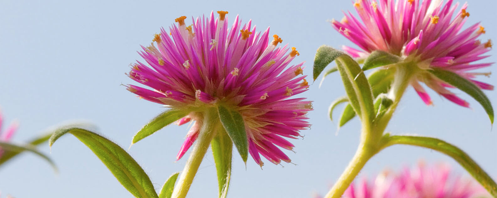 Close up of pink flowers