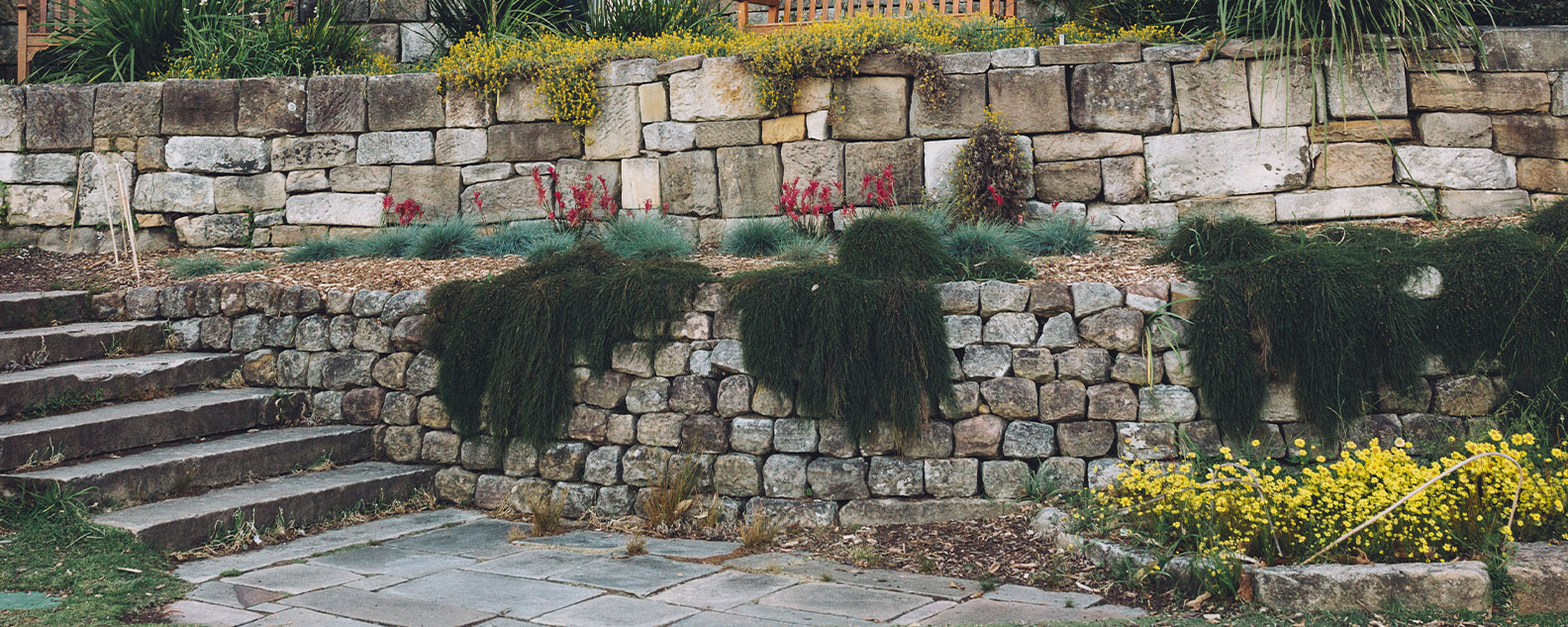 The Australian Native Rockery in bloom, steps on the left hand side leading up to a view