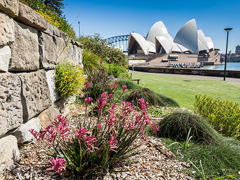 View of the Opera House from the Australian Native Rockery garden