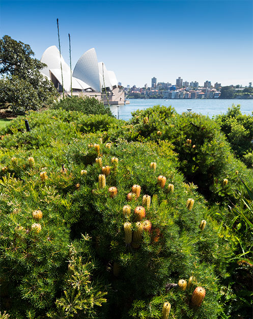 View of the Opera House from the top of the Australian Native Rockery garden