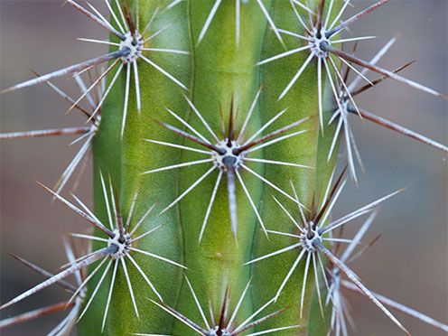 Close up of cactus