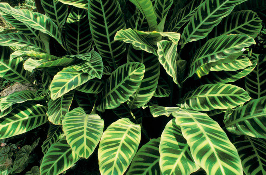 Close up of green plant with large striped leaves in The Fernery