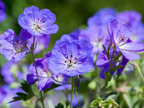 Blue flowers of the Geranium rozanne