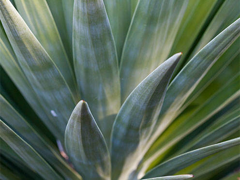 Close up of silver-green plant in the Succulent Garden