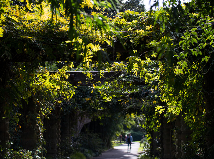 Leafy arbour walkway at Royal Botanic Garden Sydney