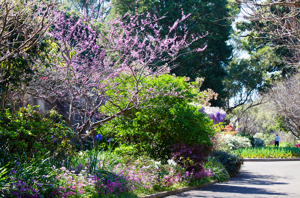 Tree with purple flowers along a sunny garden pathway