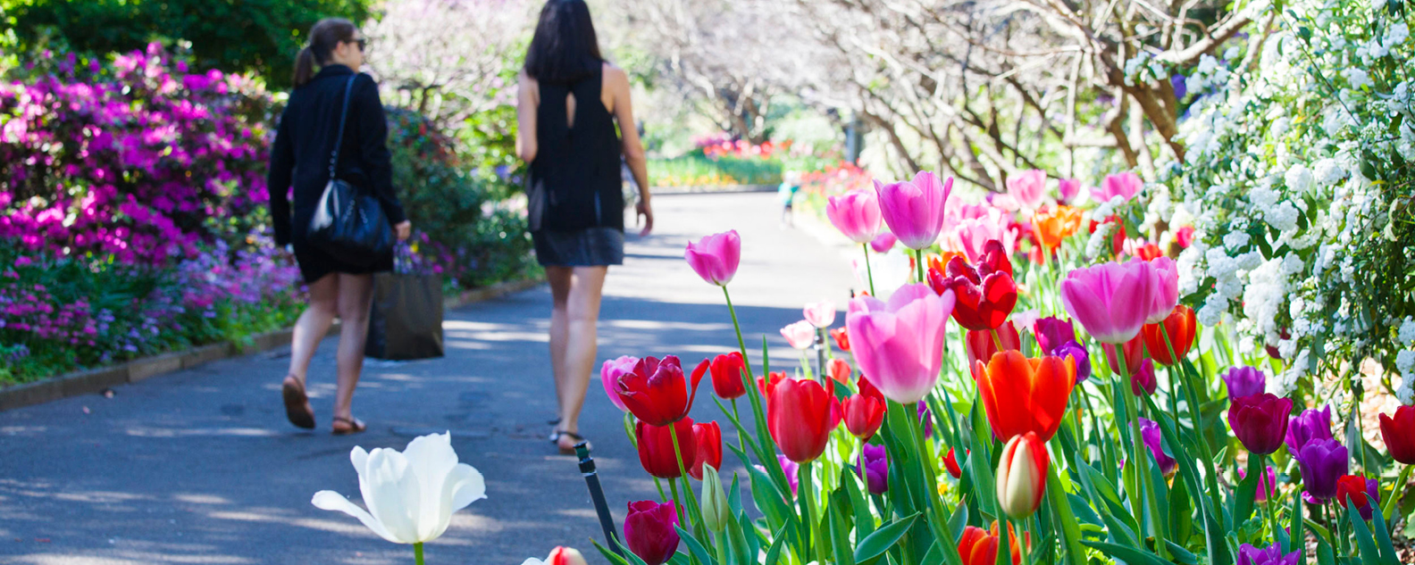 Tulips and flowering shrubs, two people walking by