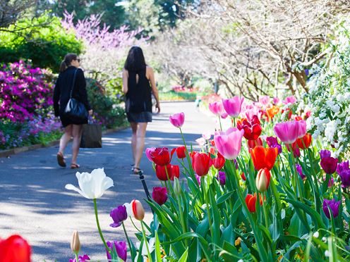 Tulips and flowering shrubs, two people walking by