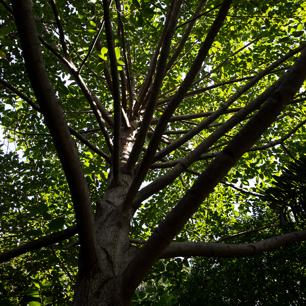 Lush rainforest tree canopy at the Royal Botanic Garden Sydney