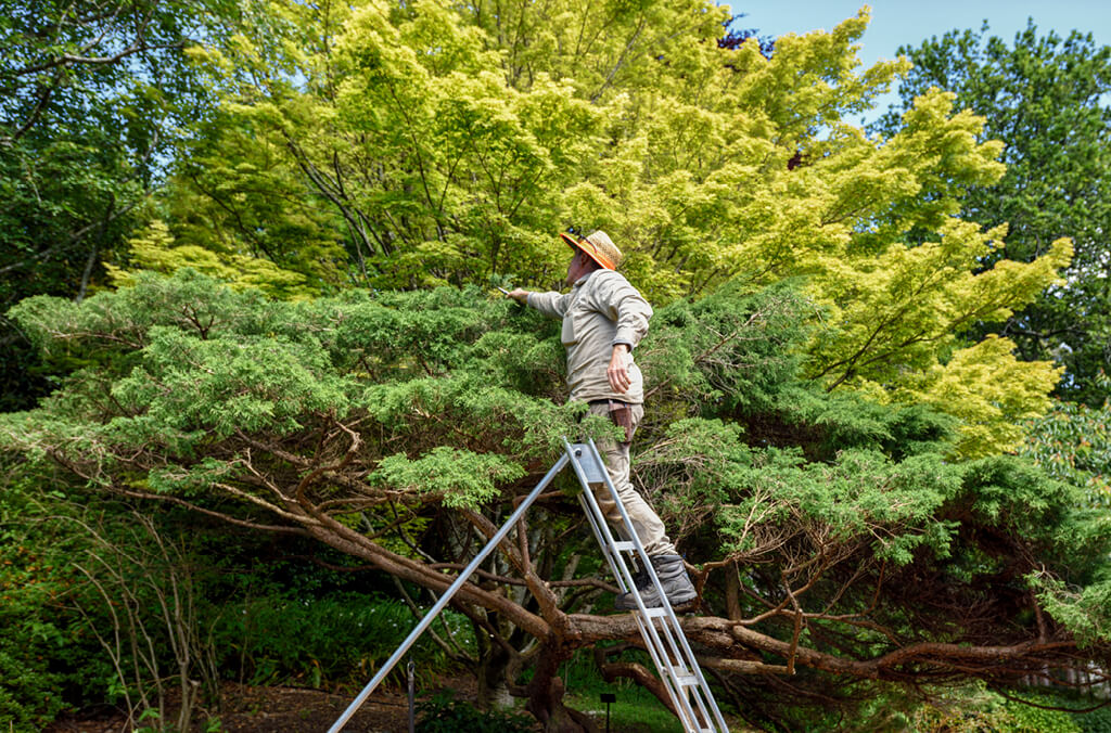 Arborist on a ladder tending a tree