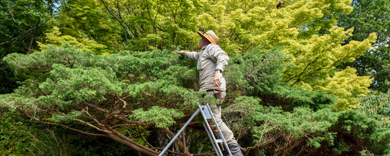 Arborist on a ladder tending a tree