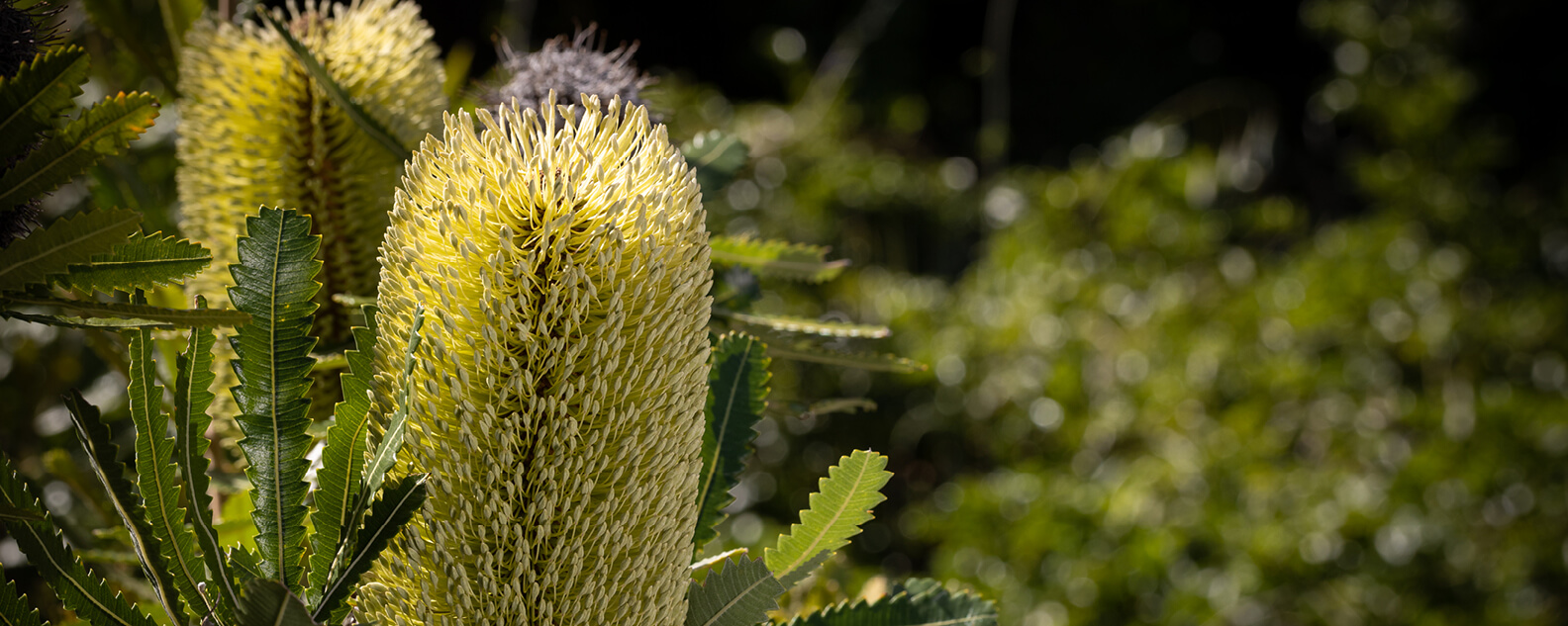 Close up of banksia