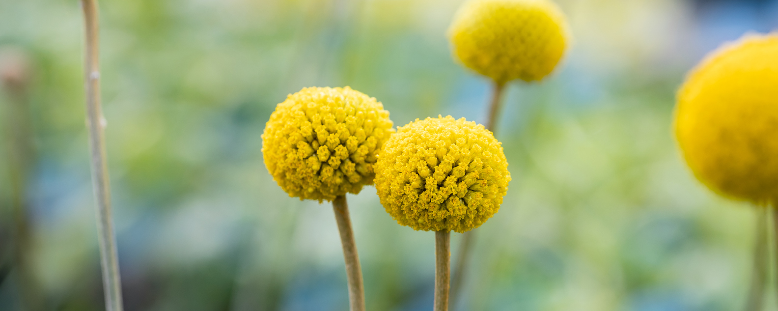 yellow billy button flowers