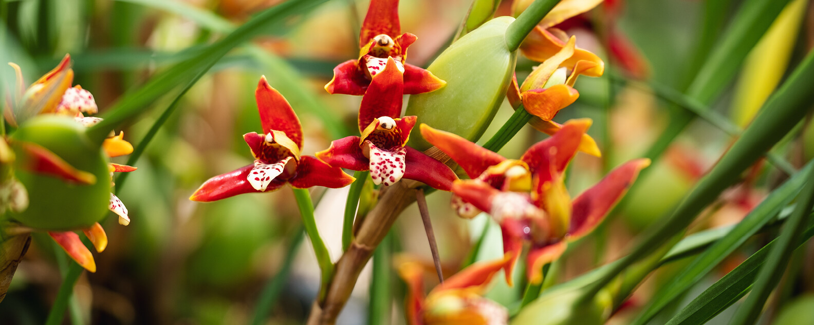 Red flowers of the Coconut pies orchid