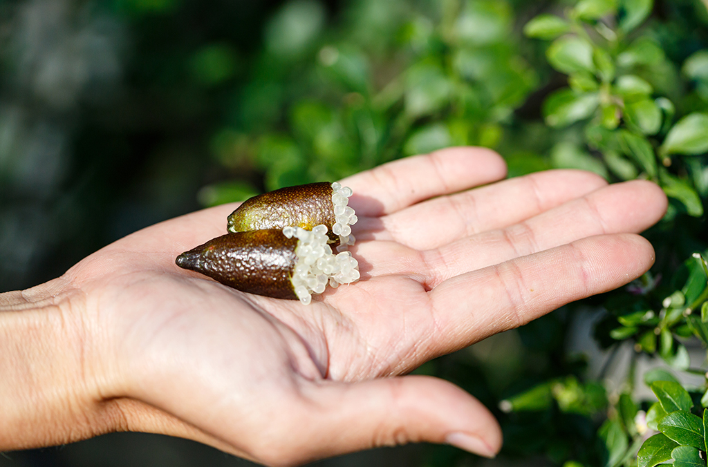 Finger lime split open showing fruit, on a person's hand