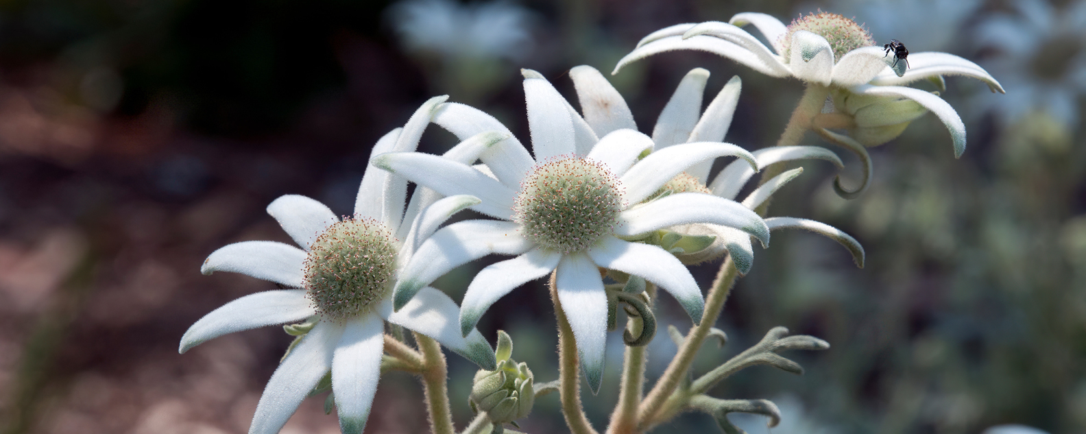 White flannel flowers