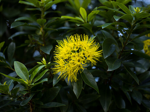Yellow golden penda flower