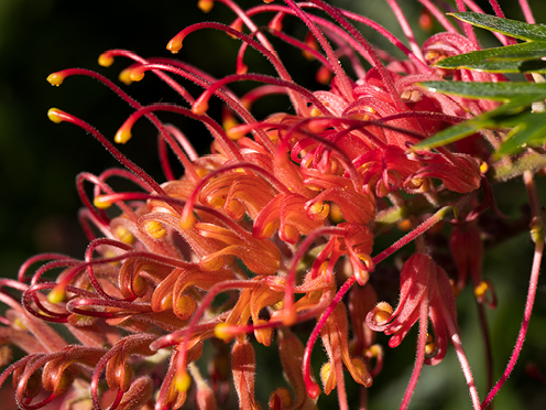 Close up of an orange-red grevillea flower