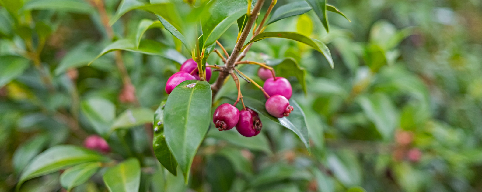 Syzgium australe, or Creek Lilly Pilly, in fruit