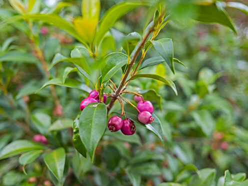 Lilly pilly Syzgium australe