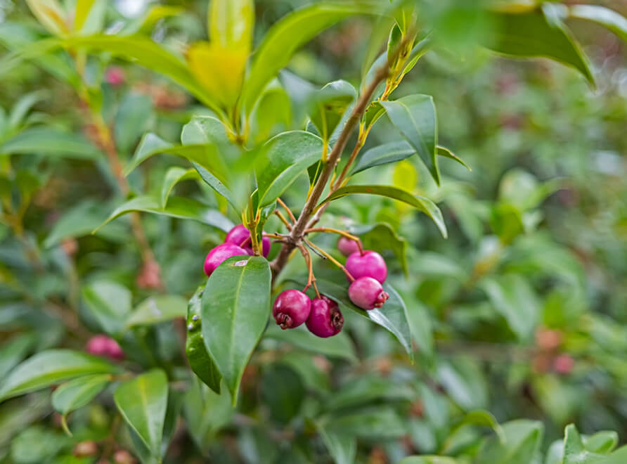 Lilly pilly Syzgium australe