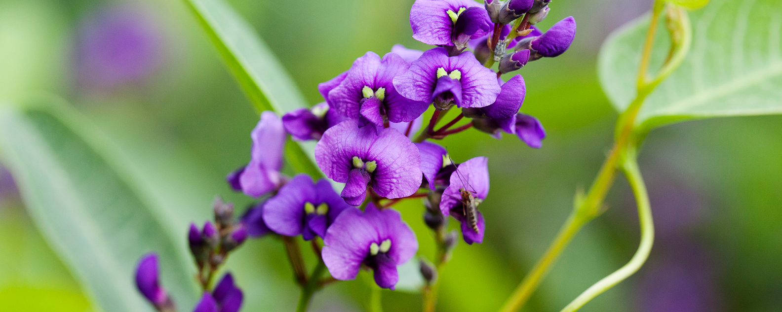 Purple flowers of Hardenbergia violacea