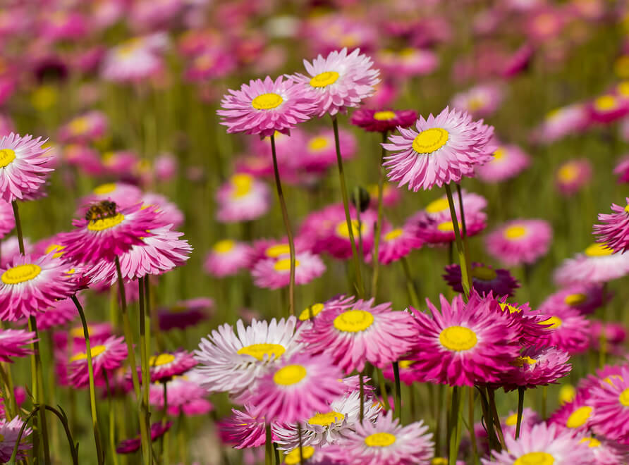 pink paper daisies at Australian Botanic Garden Mount Annan