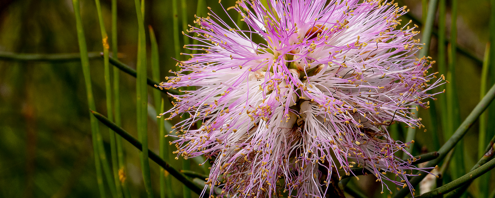 Pink fluffy native flower