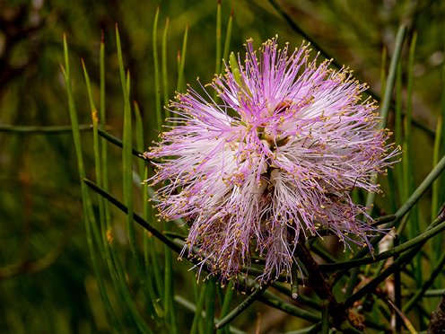 Fluffy pink native flower